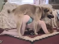 Big brown pooch taught to fuck a twat